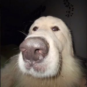 Meet your Posher, Walter